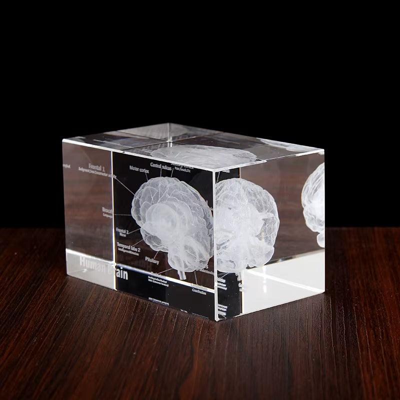 Clear K9 crystal brain model with etched cerebral detail, a labeled anatomy paperweight and gift for medical graduates 93898892131901 93898892264669