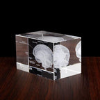 Clear K9 crystal brain model with etched cerebral detail, a labeled anatomy paperweight and gift for medical graduates 93898892131901 93898892264669