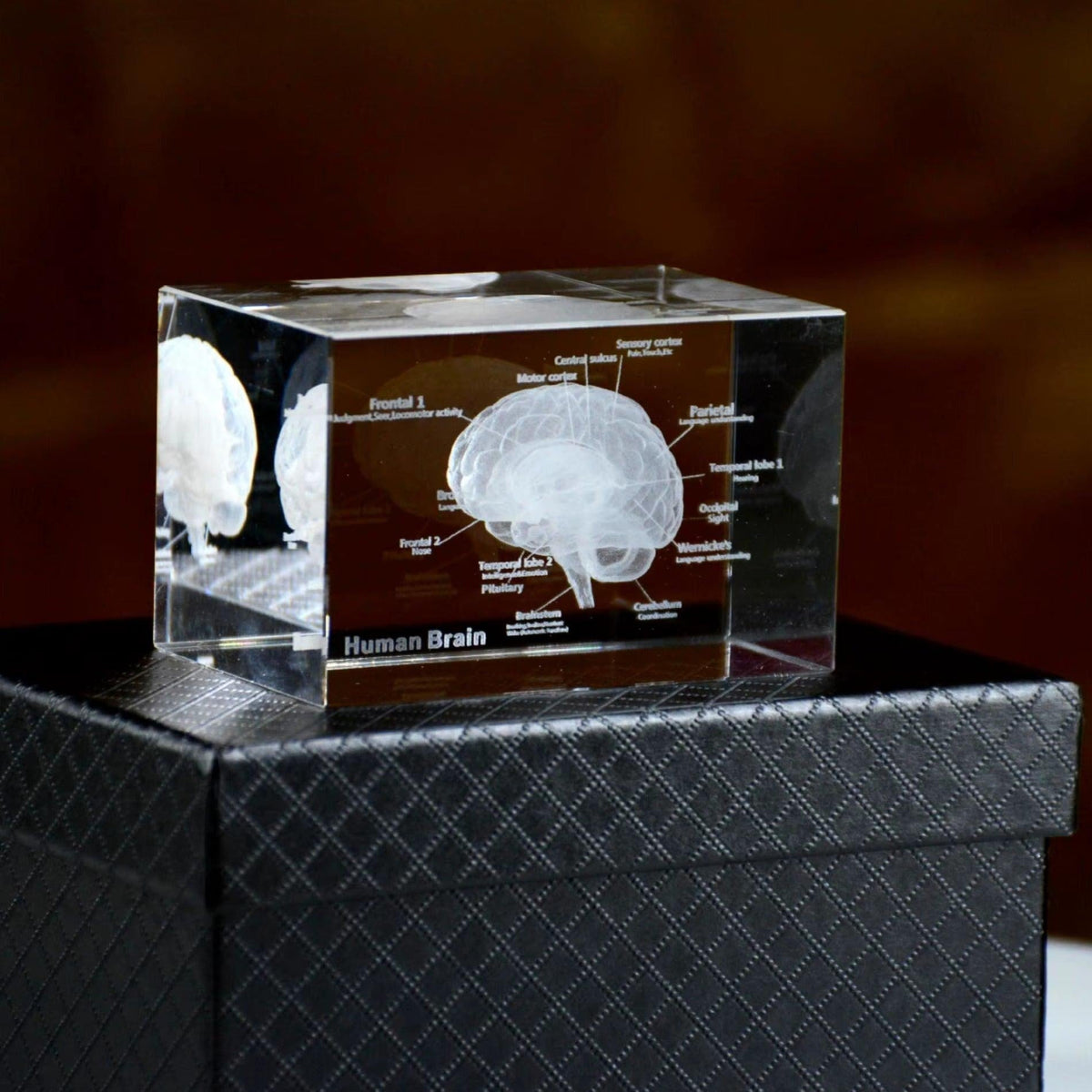 3D crystal brain anatomy model with labeled regions in clear K9 crystal, a paperweight gift for doctors and neurology fans 93898892131901 93898892264669