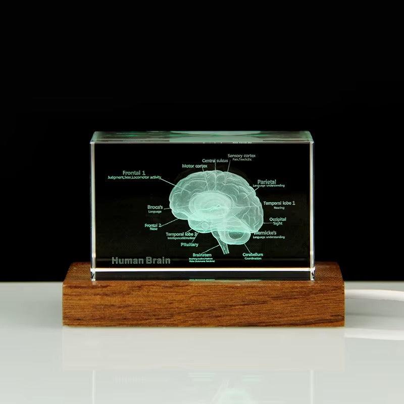 Crystal brain model glowing on an LED light base, an illuminated anatomy desk decor gift for doctors and med students 93898892131901 93898892264669