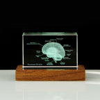 Crystal brain model glowing on an LED light base, an illuminated anatomy desk decor gift for doctors and med students 93898892131901 93898892264669