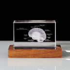 3D crystal brain model on an LED light base, a labeled neuroanatomy paperweight and science gift for medical staff 93898892131901 93898892264669