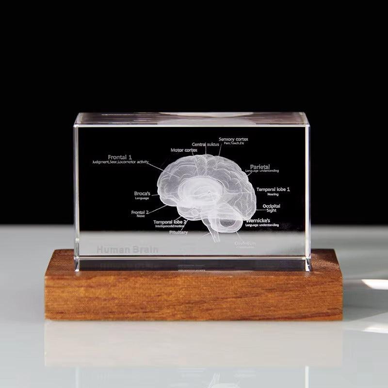 3D crystal brain model on an LED light base, a labeled neuroanatomy paperweight and science gift for medical staff 93898892131901 93898892264669