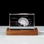Laser etched brain anatomy crystal lit from below on an LED stand, a desk decor gift for neurologists and for students 93898892131901 93898892264669