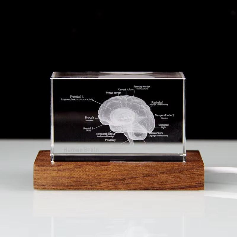 Laser etched brain anatomy crystal lit from below on an LED stand, a desk decor gift for neurologists and for students 93898892131901 93898892264669