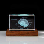 Illuminated crystal brain model on a glowing LED base, a science desk decor and graduation gift for medical students 93898892131901 93898892264669