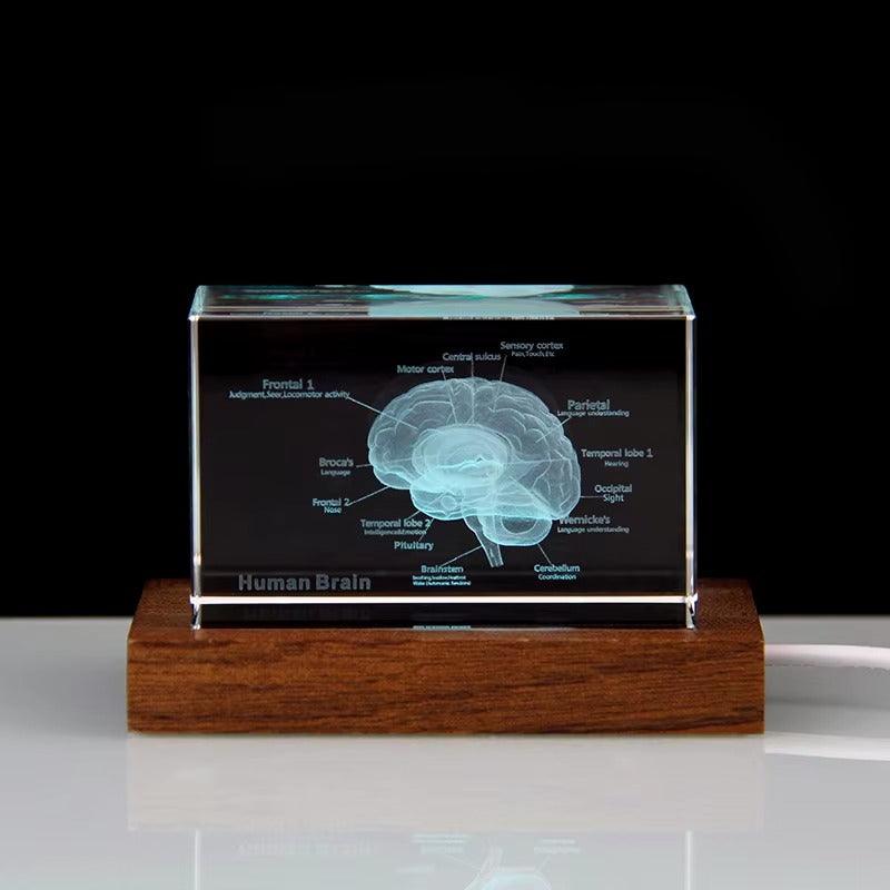 Illuminated crystal brain model on a glowing LED base, a science desk decor and graduation gift for medical students 93898892131901 93898892264669