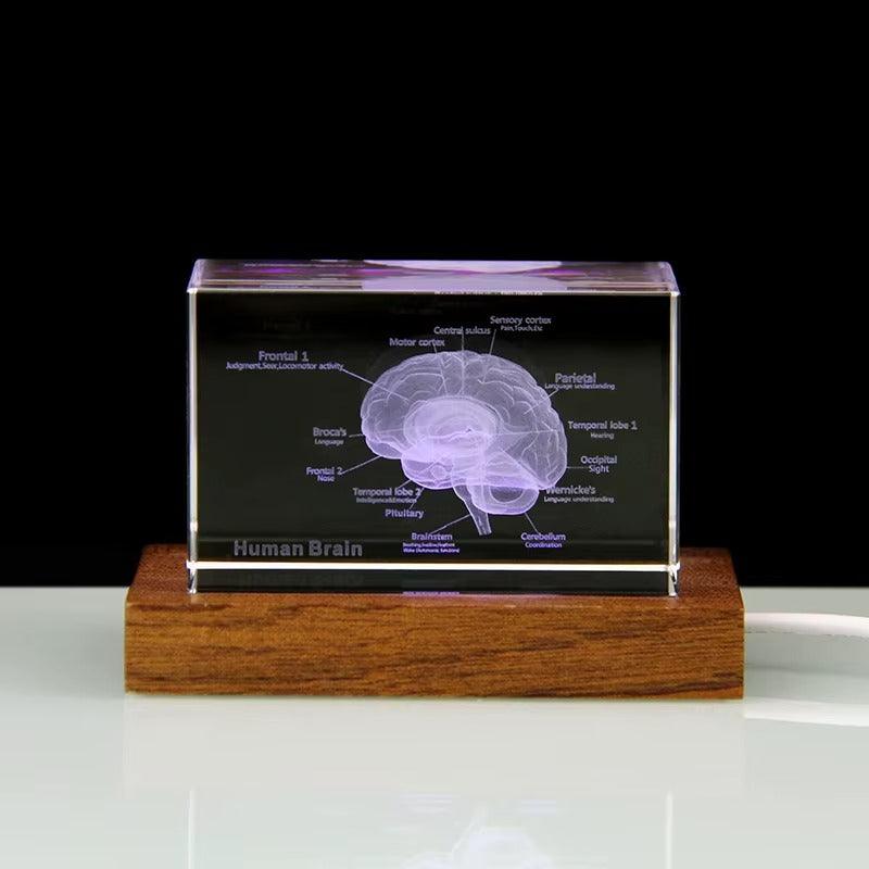 Crystal brain anatomy model on a color changing LED base, a night light desk decor gift for doctors and science fans 93898892131901 93898892264669
