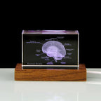 Crystal brain anatomy model on a color changing LED base, a night light desk decor gift for doctors and science fans 93898892131901 93898892264669