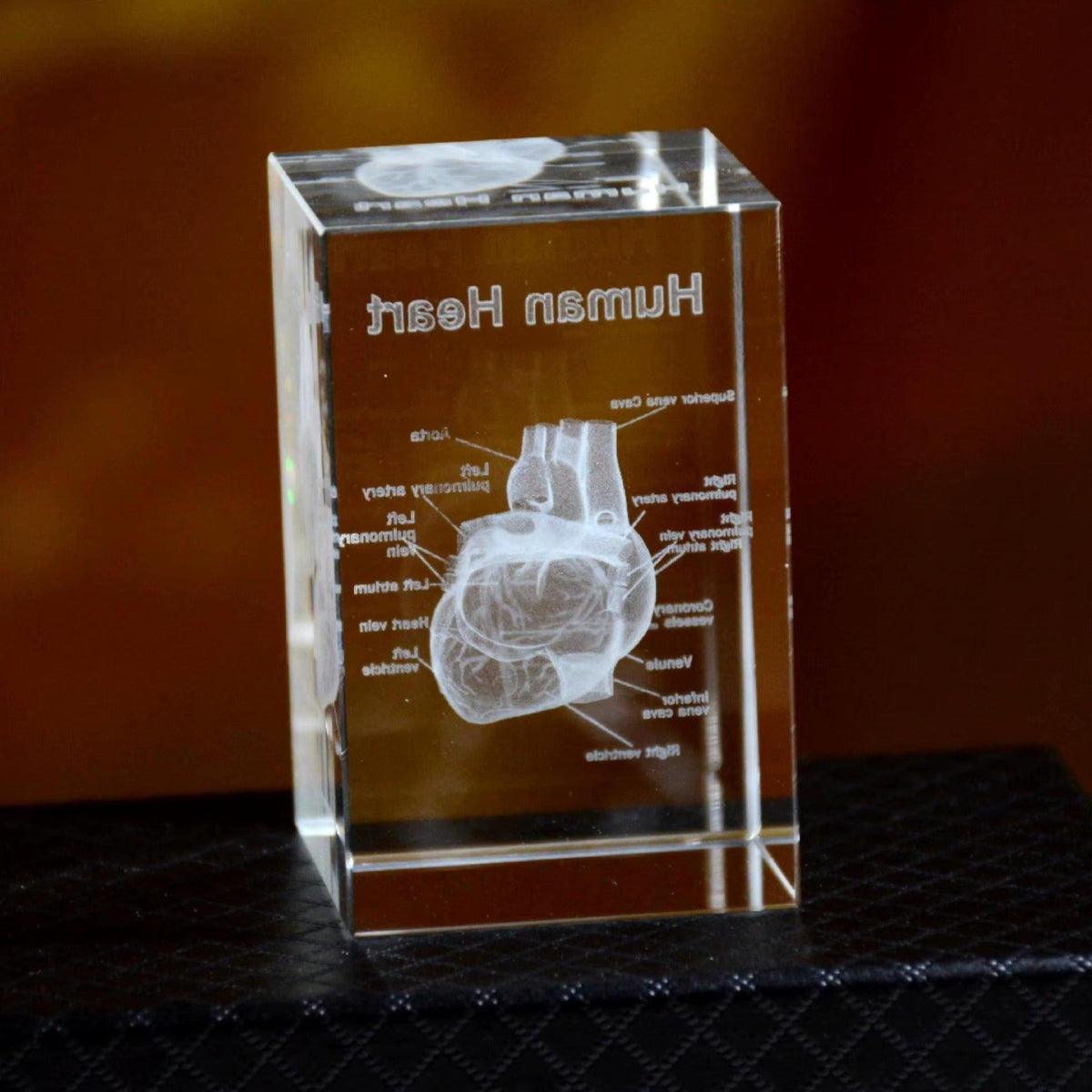 Laser etched crystal heart anatomy model with labeled chambers, a cardiology desk paperweight and gift for medical staff 93898892397437 93898892430205
