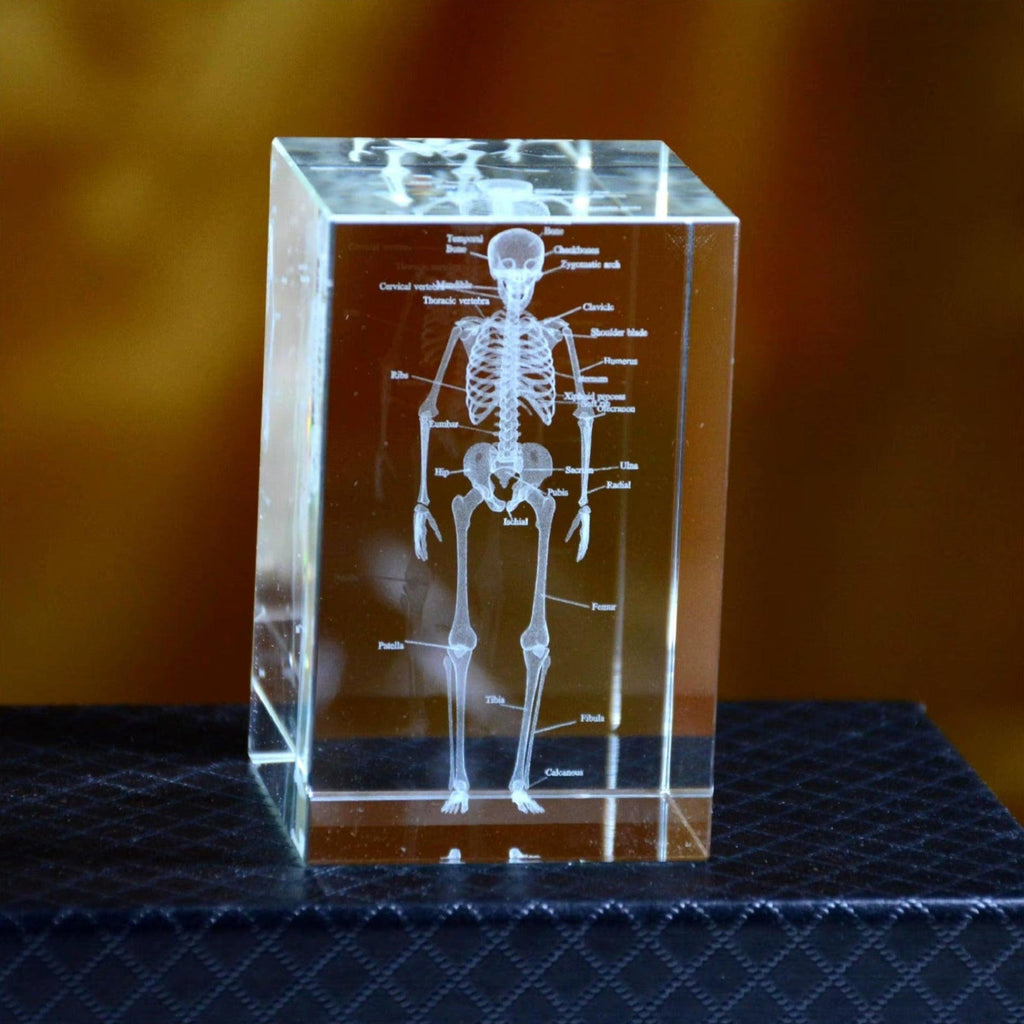 Laser etched crystal skeleton anatomy model in K9 optical crystal, a science desk paperweight and gift for medical students 93898891928509 93898892061277