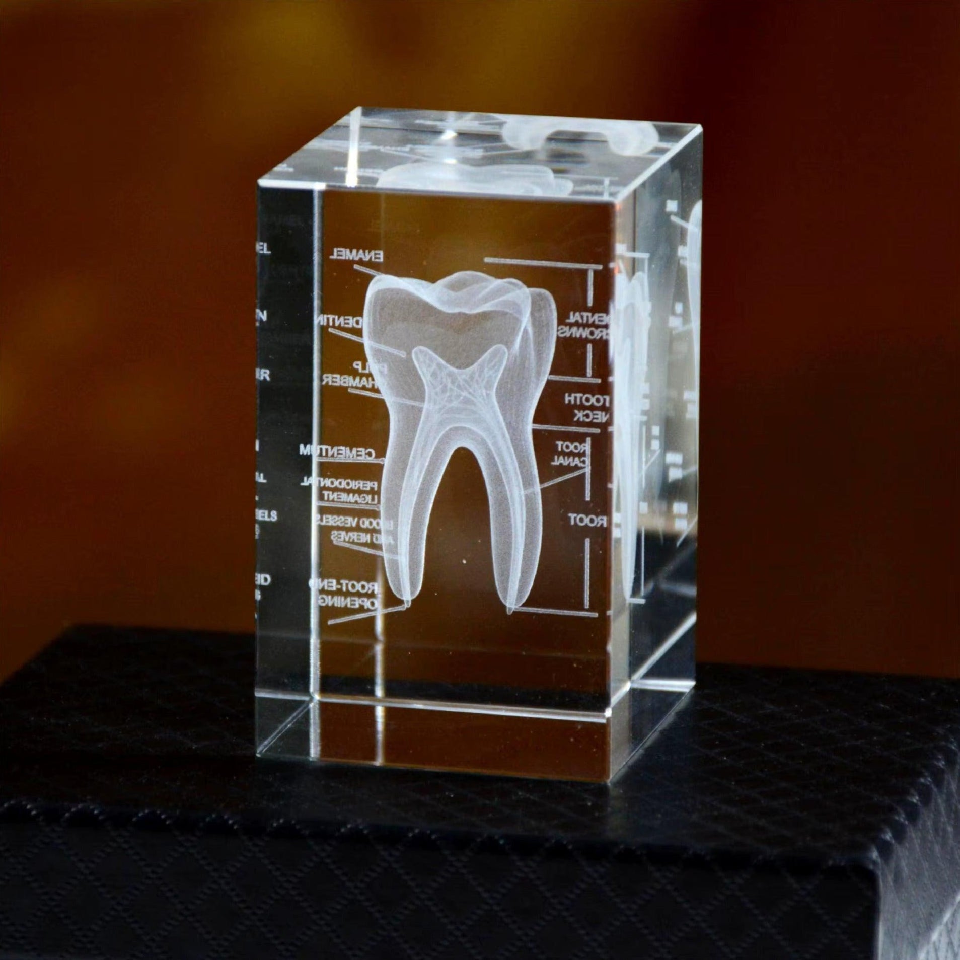 3D crystal tooth anatomy model in clear K9 crystal, a dental desk paperweight and graduation gift for dentists and hygienists 93898892562973 93898892695741