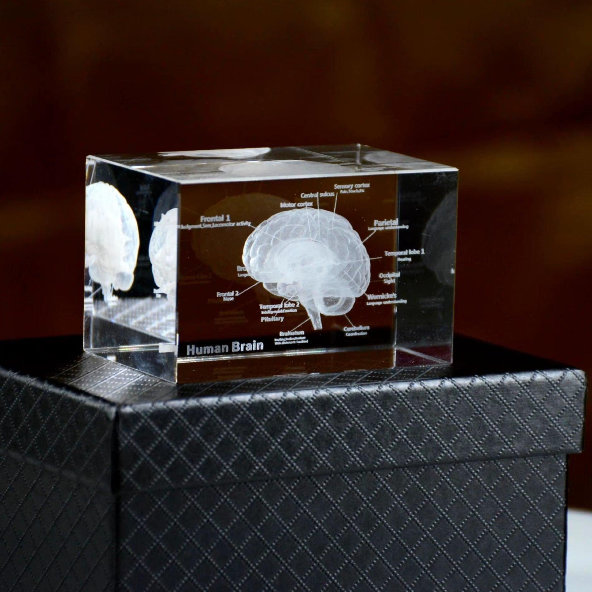 DIY Puuzzle™ | 3D Crystal Anatomical Models - DIY Puuzzle